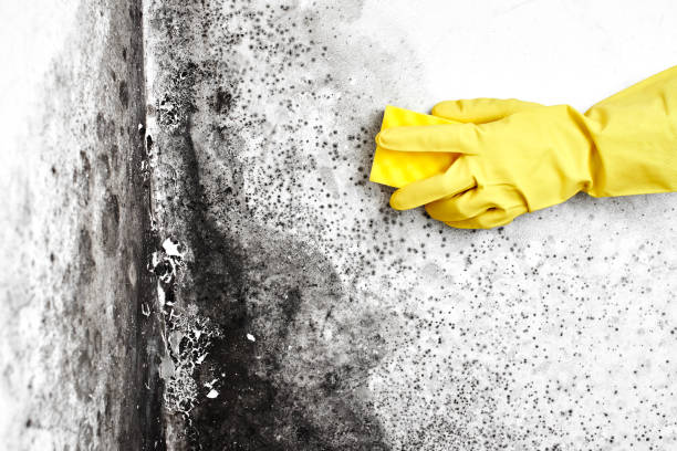 Best Mold Documentation for Insurance Claims  in Troy, OH
