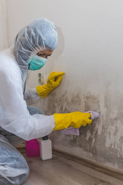 Best Forensic Mold Investigation  in Troy, OH